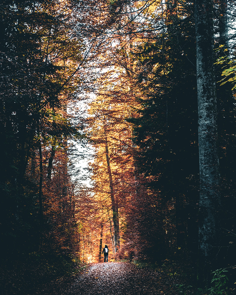 Alone in the forest