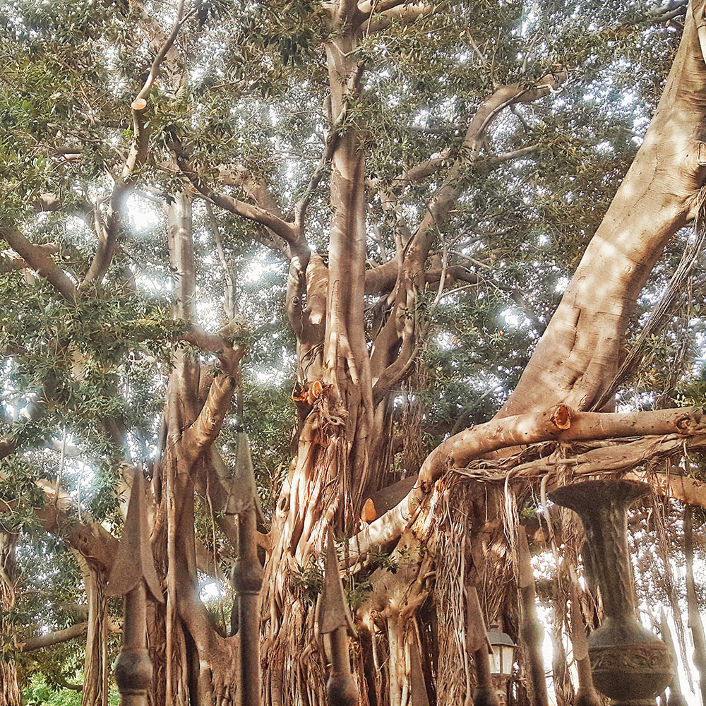 Baum Palermo