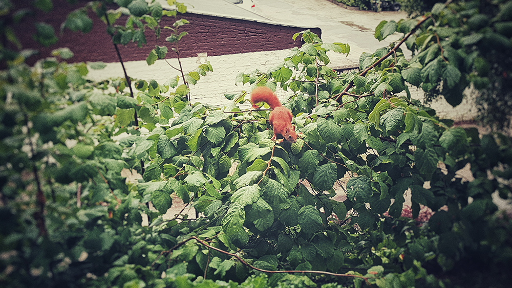 berlin-natur