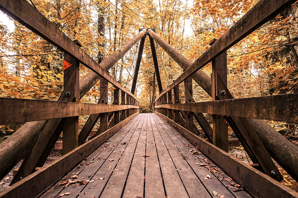 Brücke Wald Herbst