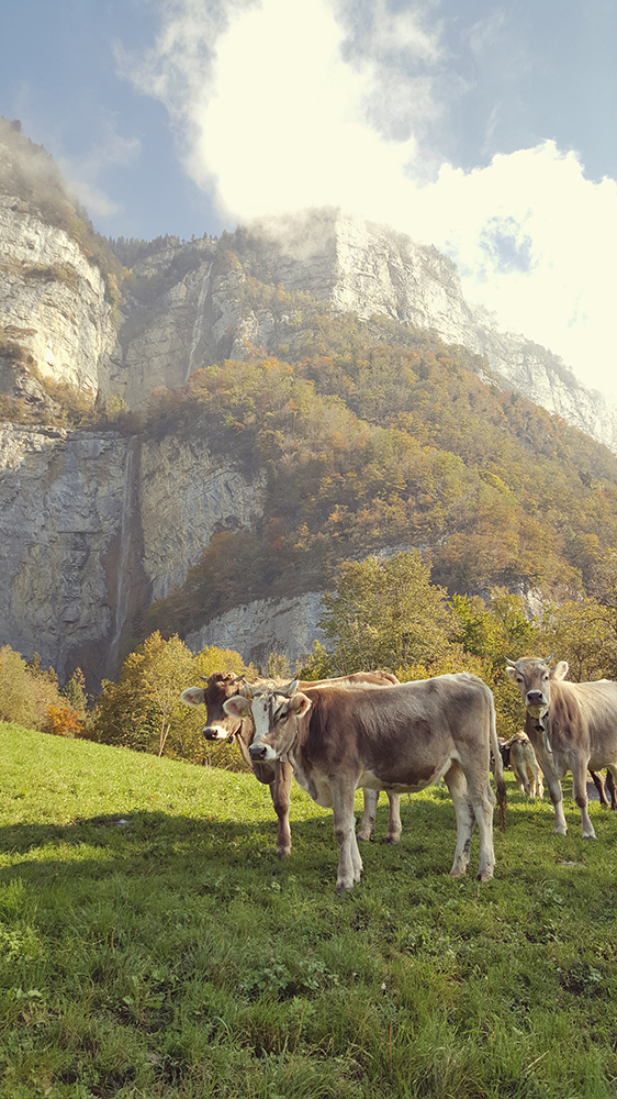 kühe vor bergkulisse