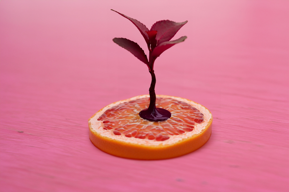 orangen baum