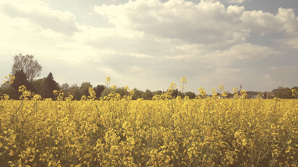 rapsfeld