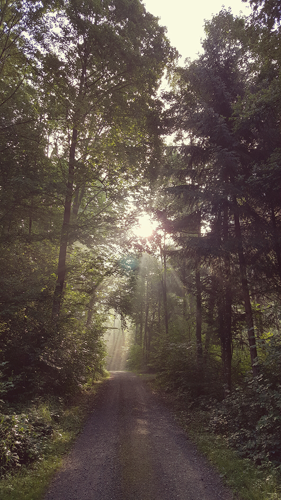 sonne durch bäume