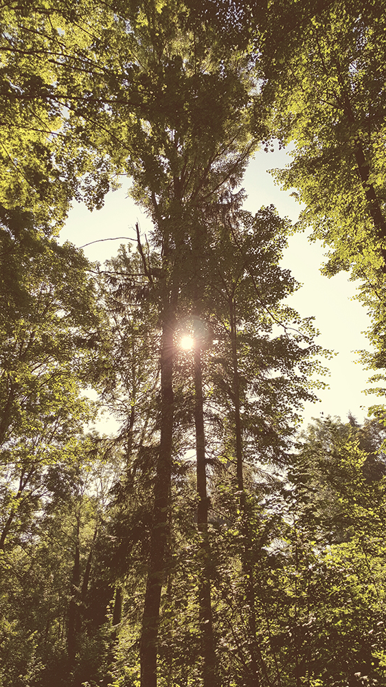sonne durch blätter
