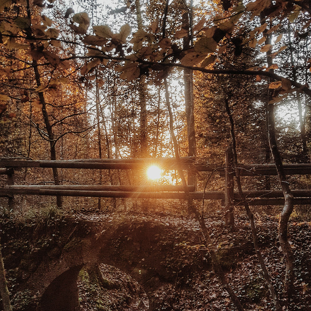 sonnenuntergang im wald