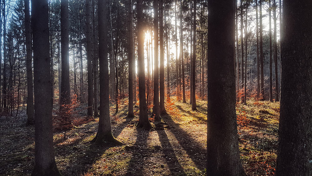 Sonnenuntergang Wald