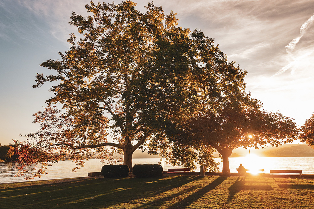 Sonnenuntergang Zürichsee Herbst