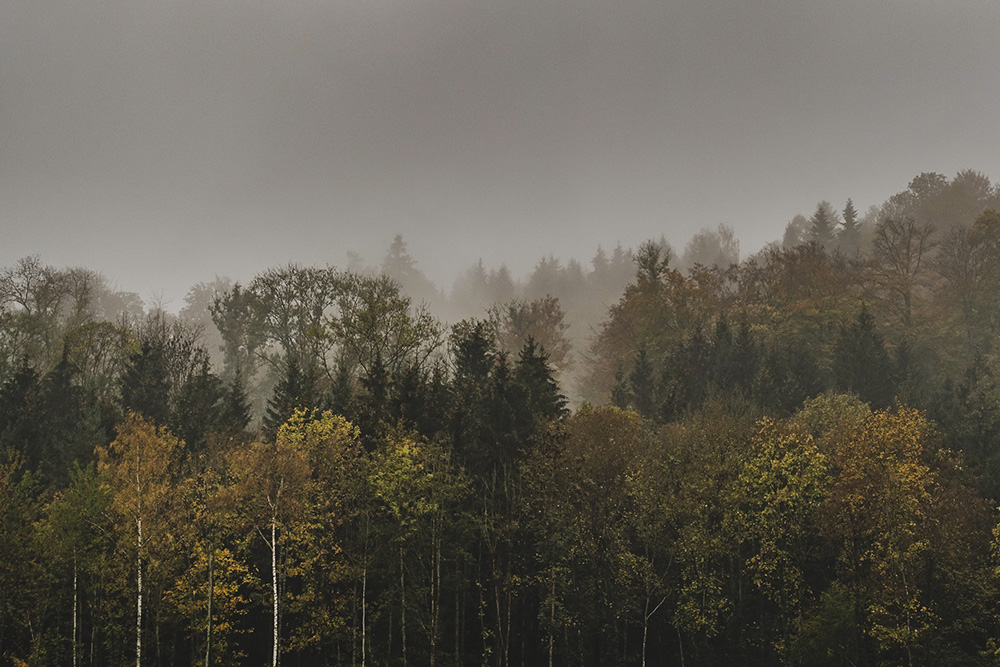 Wald Nebel