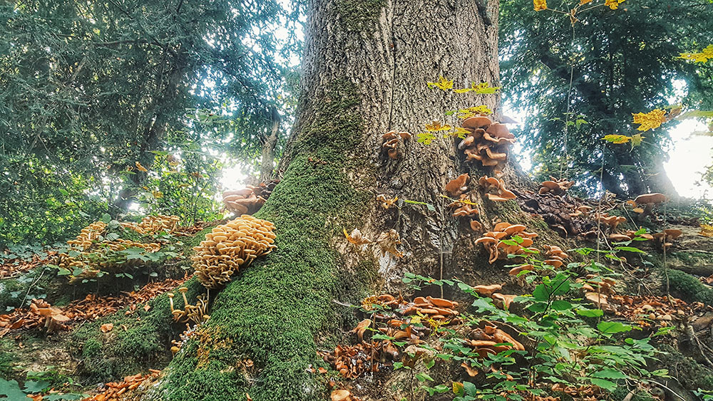 Wald Pilze